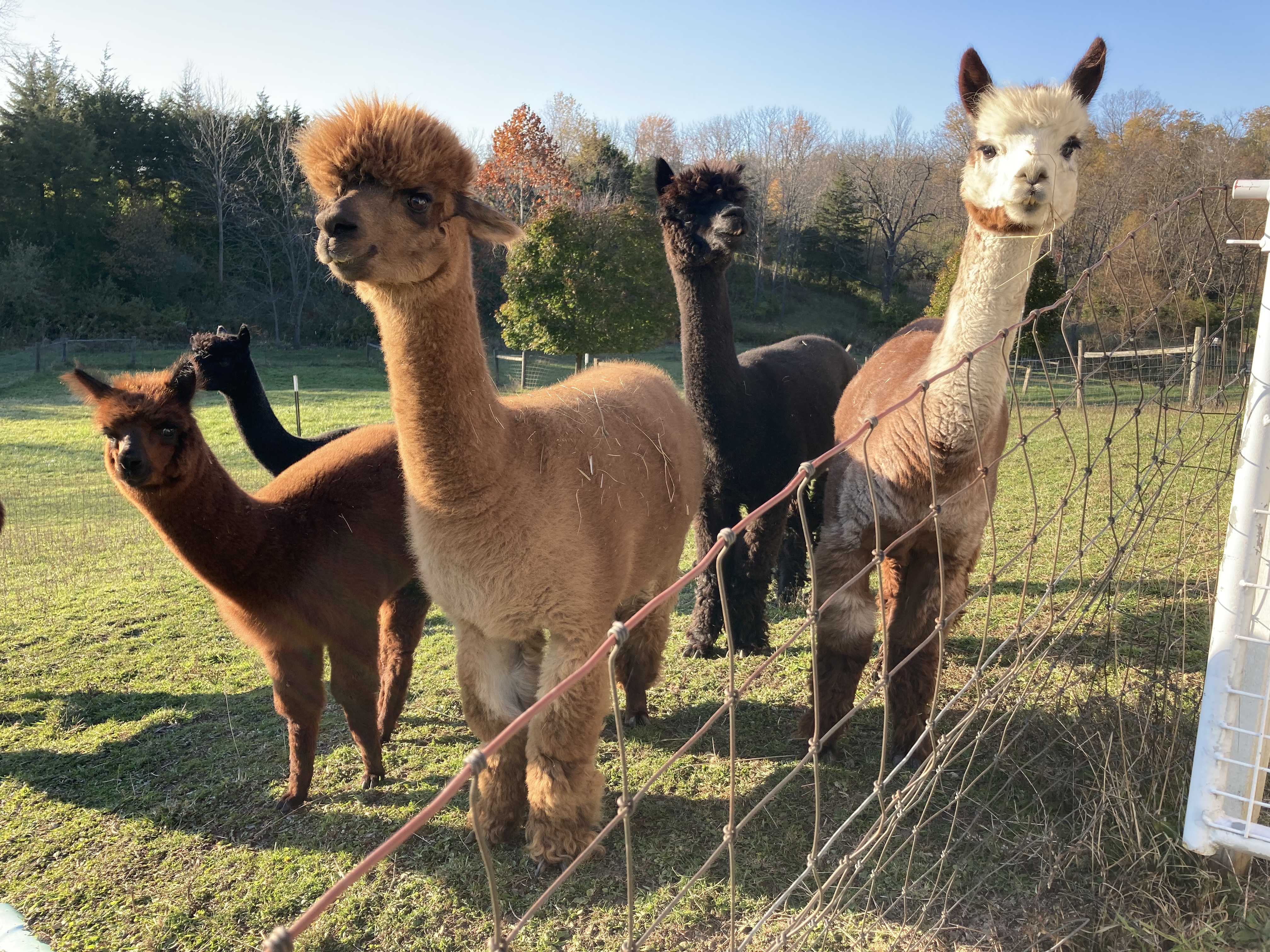 Alpaca herd at the fence